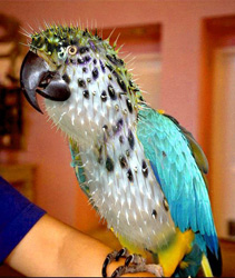 Blow Fish Parrot Funny Picture